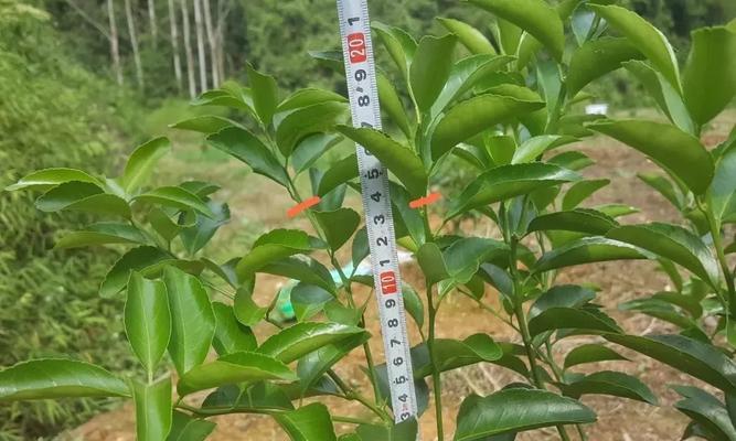 果树秋天修剪枝条的最佳时机和方法是什么？