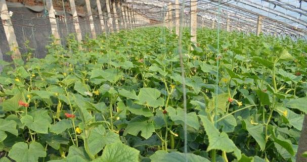 蓬瓜怎么种植方法？步骤和技巧是什么？