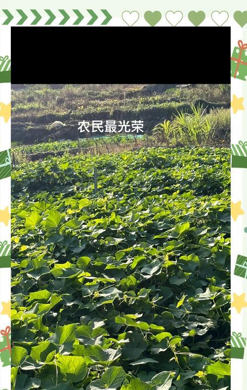 蓬瓜怎么种植方法？步骤和技巧是什么？