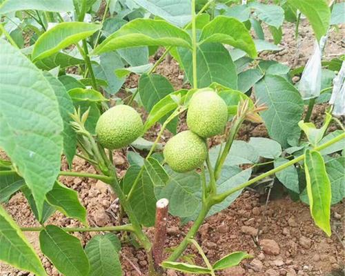 核桃树怎么种植方法？从种子到成树的全过程解析？