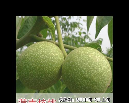 核桃树怎么种植方法？从种子到成树的全过程解析？