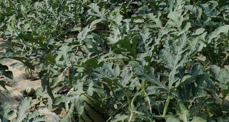 麒麟瓜露地种植方法是什么？如何提高麒麟瓜的产量和品质？