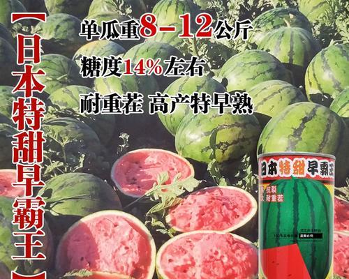 麒麟瓜露地种植方法是什么？如何提高麒麟瓜的产量和品质？