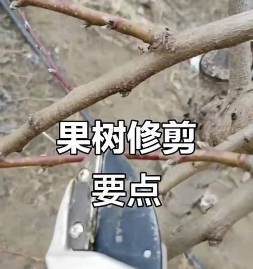发料修剪枝条的正确方法是什么？修剪后如何促进新枝生长？