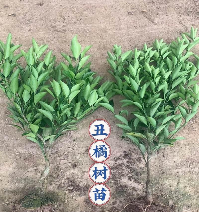 芦柑果苗怎么种植方法？种植过程中需要注意哪些问题？