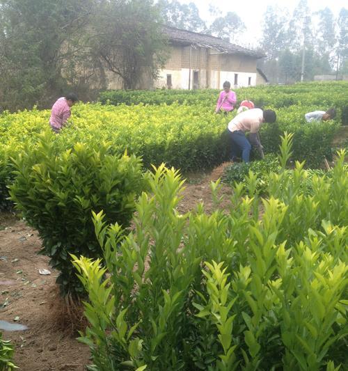 芦柑果苗怎么种植方法？种植过程中需要注意哪些问题？