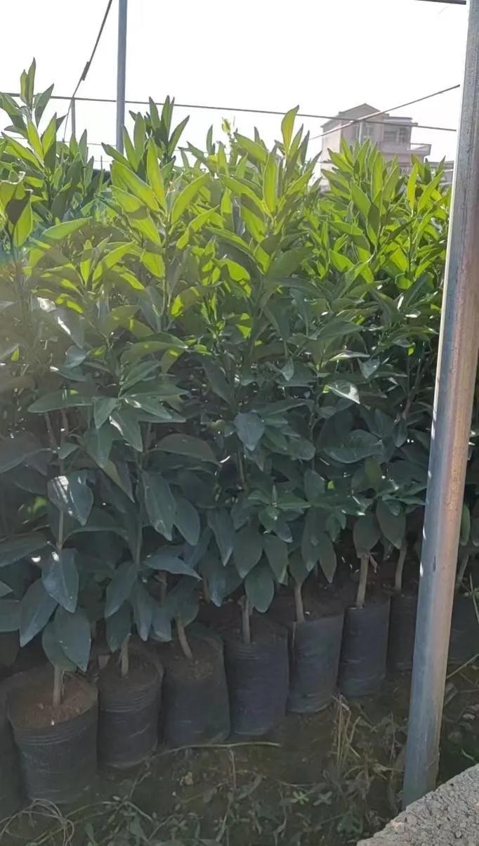 芦柑果苗怎么种植方法？种植过程中需要注意哪些问题？