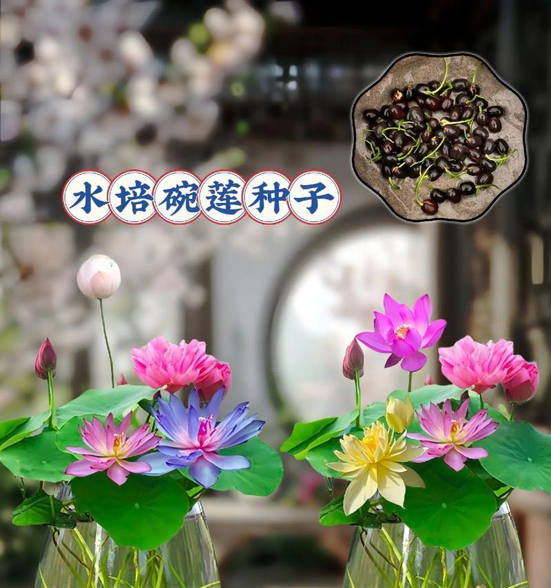 碗莲夏天催芽的最佳方法是什么？步骤和注意事项有哪些？