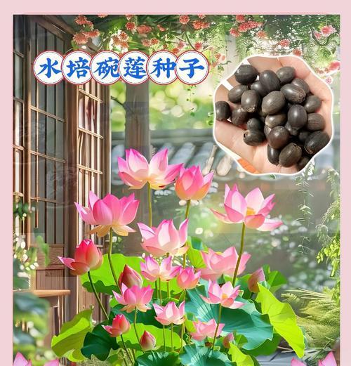 碗莲夏天催芽的最佳方法是什么？步骤和注意事项有哪些？