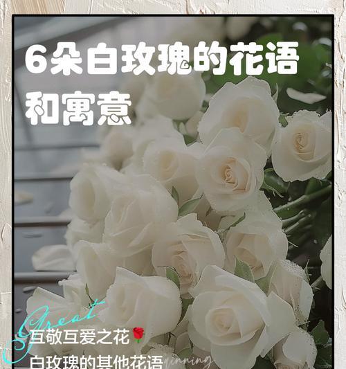 104朵花代表什么意思？花语寓意详细解读？