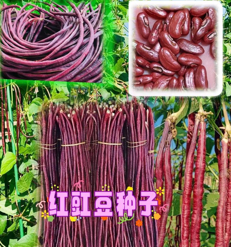 秋红豇豆的种植方法是什么？如何确保高产丰收？