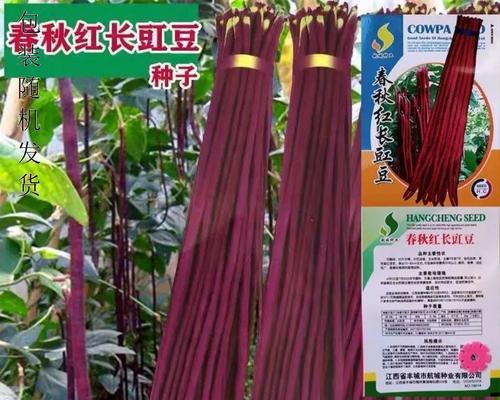 秋红豇豆的种植方法是什么？如何确保高产丰收？