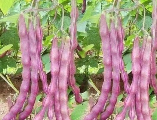 秋红豇豆的种植方法是什么？如何确保高产丰收？