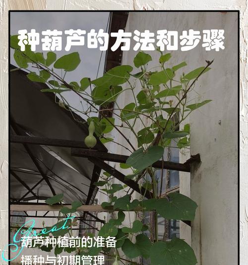 葫芦催芽的苗怎么种？种植过程中需要注意什么？
