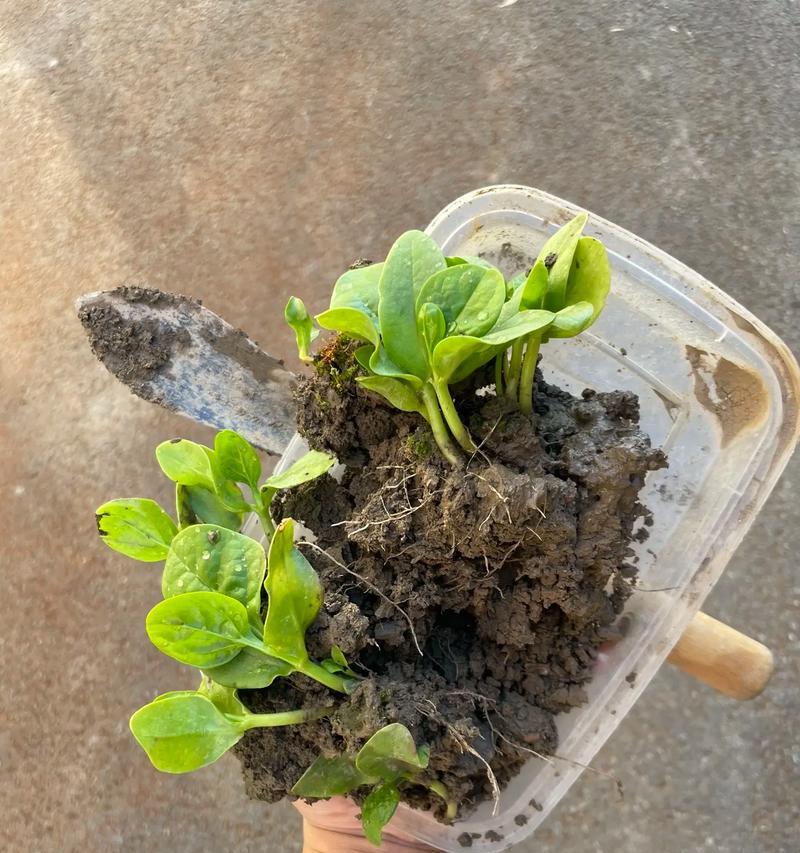 葫芦催芽的苗怎么种？种植过程中需要注意什么？