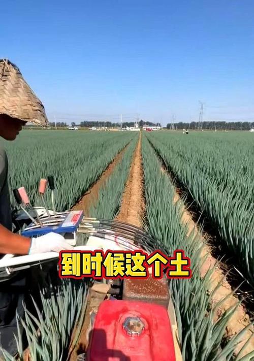 葱种植怎么填土方法？正确的填土步骤是什么？