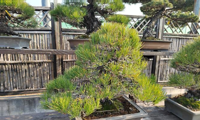 夏季修剪黑松枝条的最佳方法是什么？修剪后如何护理？