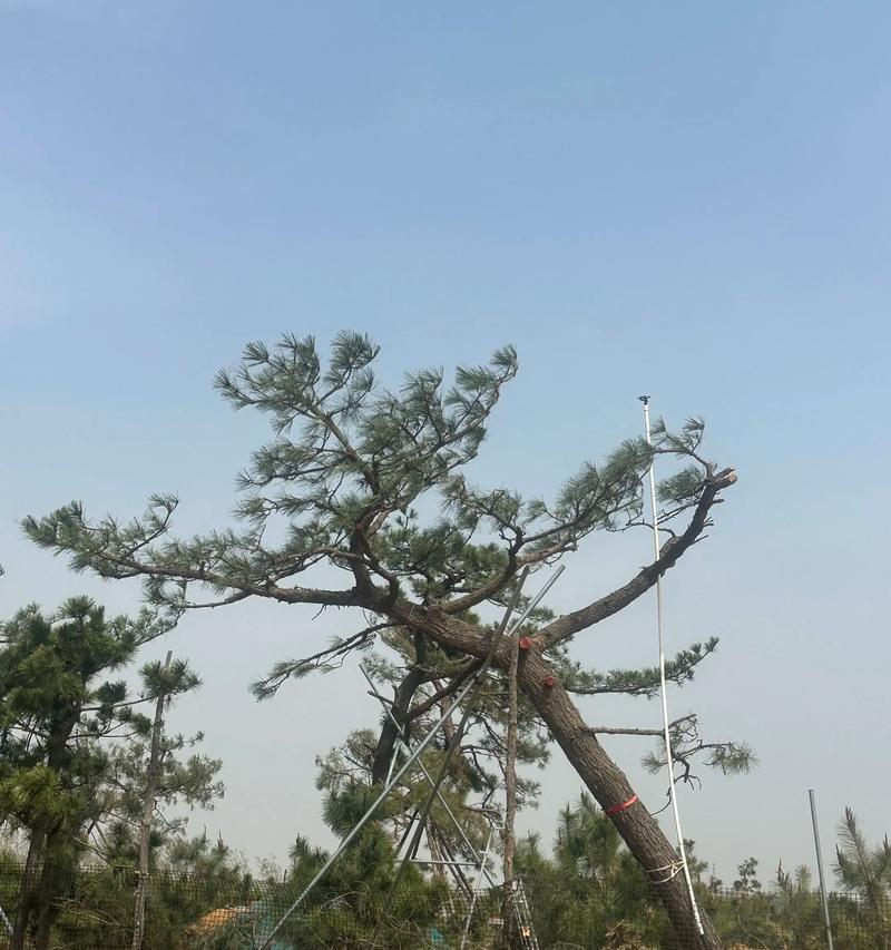 夏季修剪黑松枝条的最佳方法是什么？修剪后如何护理？