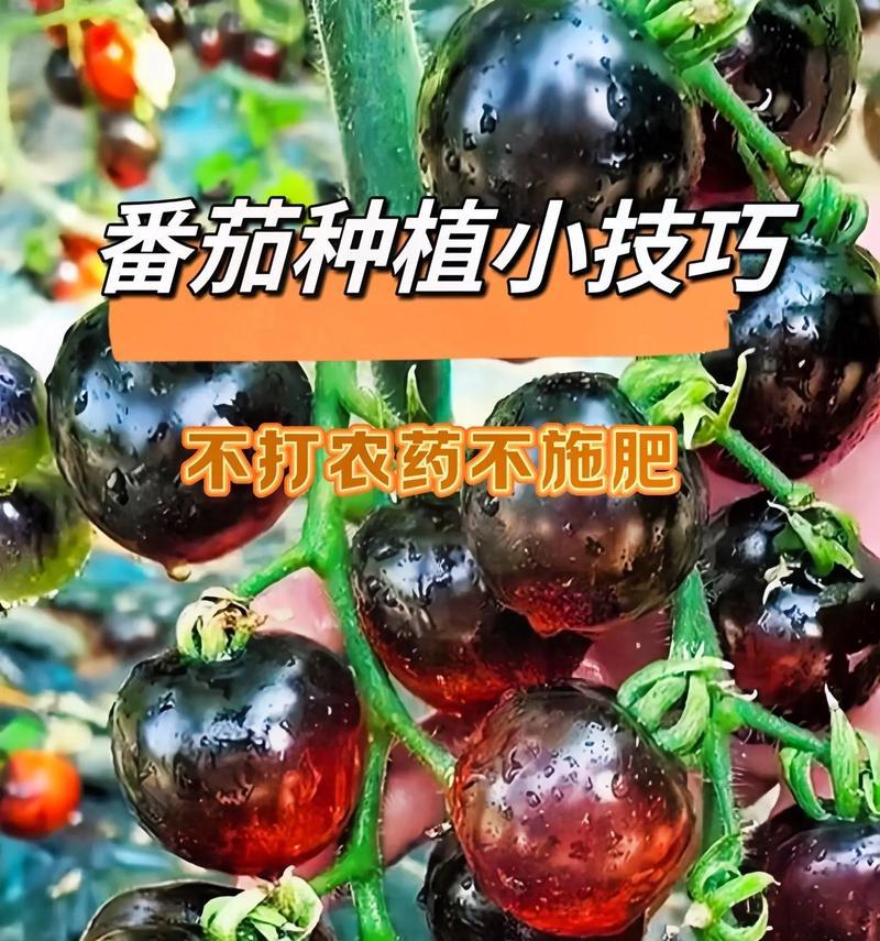 小番茄催芽播种的最佳方法是什么？步骤和注意事项有哪些？