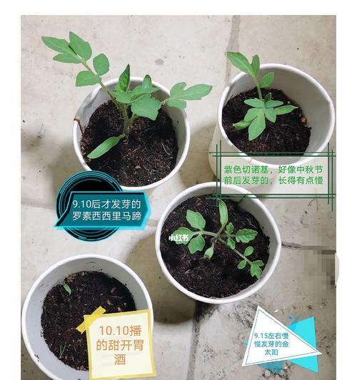 小番茄催芽播种的最佳方法是什么？步骤和注意事项有哪些？