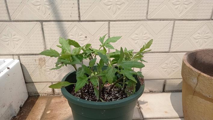 小番茄催芽播种的最佳方法是什么？步骤和注意事项有哪些？