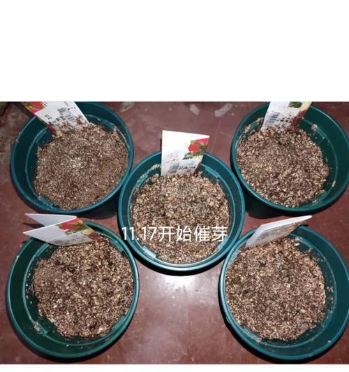 红芽芋催芽方法有哪些？怎样才能快速催芽？