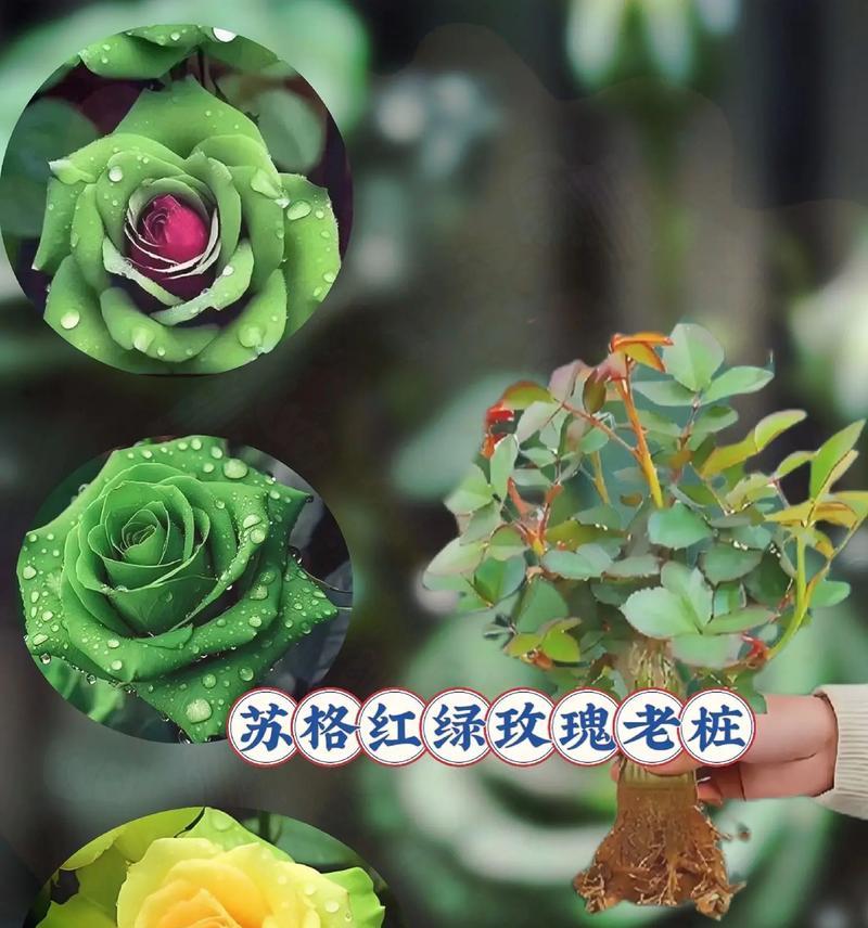 玫瑰老桩催芽剂使用方法是什么？使用过程中常见问题有哪些？