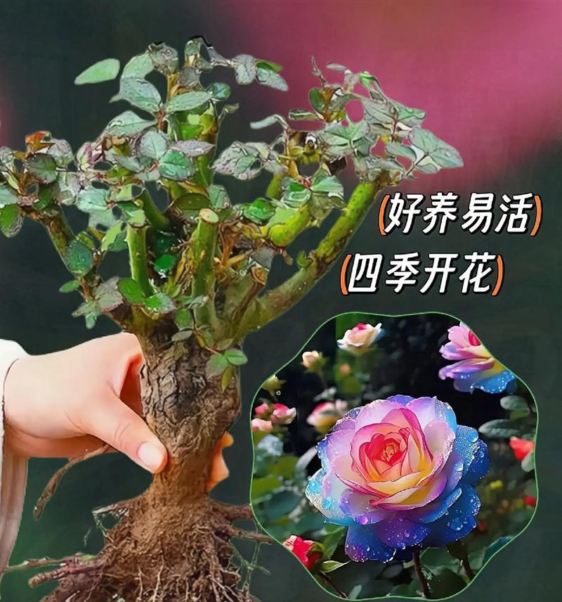 玫瑰老桩催芽剂使用方法是什么？使用过程中常见问题有哪些？