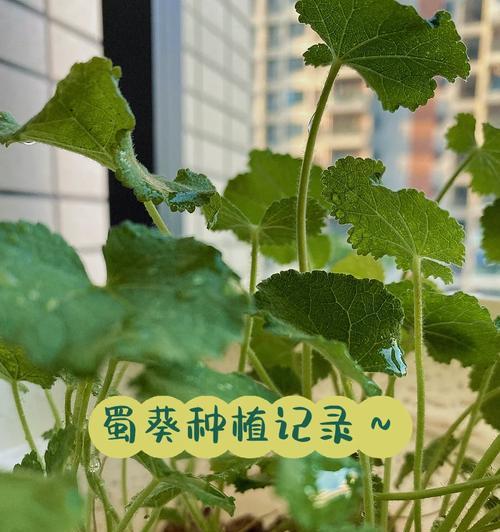 蜀葵修剪枝条的最佳时机是什么时候？如何正确修剪以促进生长？