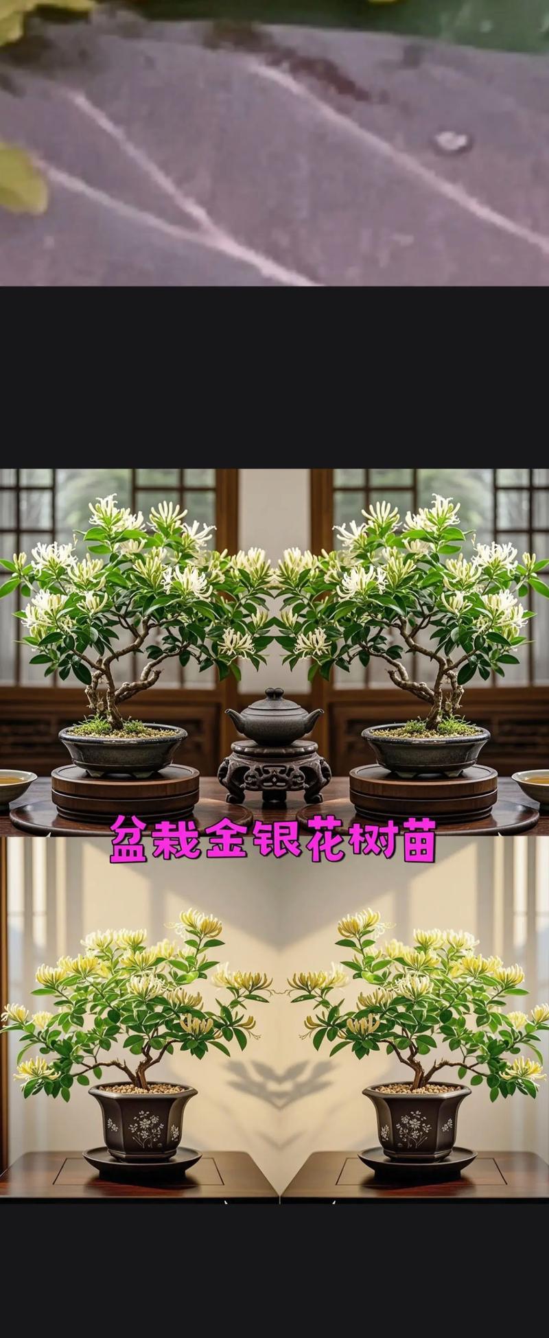三月苗种植方法是什么？如何确保三月苗的成活率？
