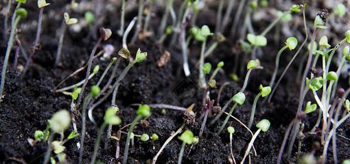 海绵催芽方法是什么？需要多长时间才能发芽？