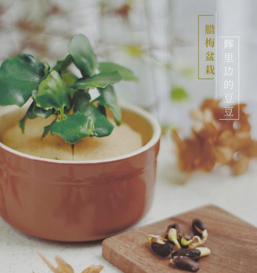海绵催芽方法是什么？需要多长时间才能发芽？
