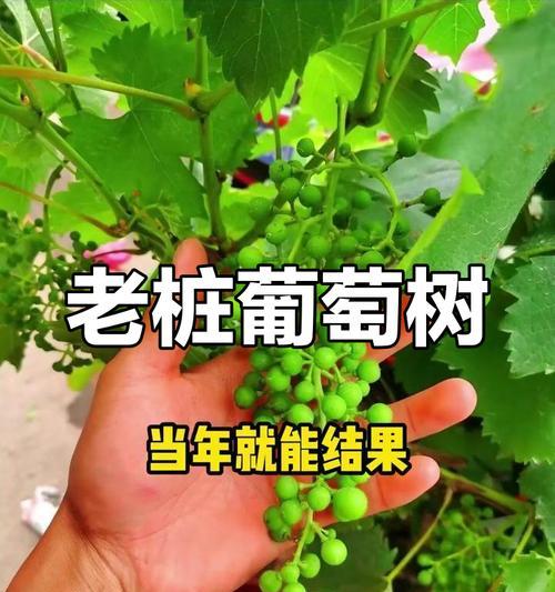 葡萄老主蔓催芽怎么种植？种植过程中需要注意哪些问题？