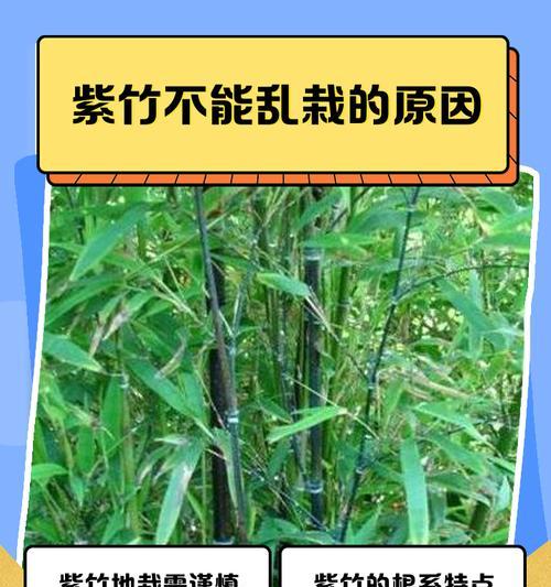 紫竹东北种植方法是什么？如何确保种植成功？