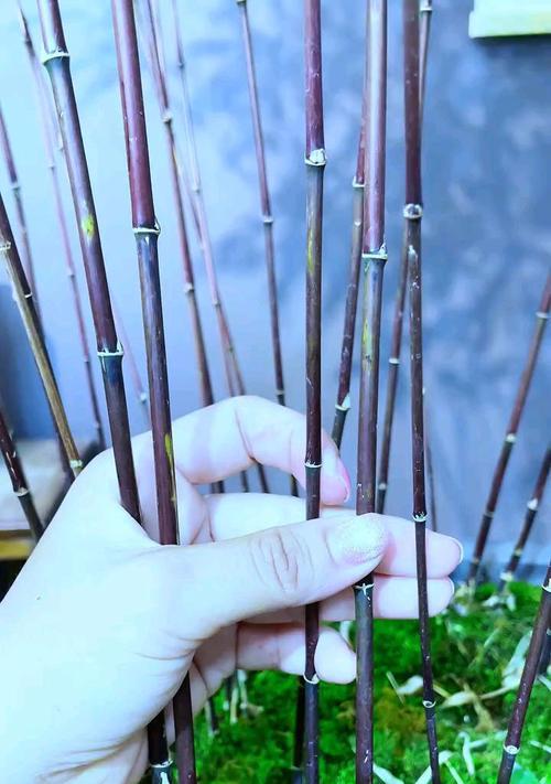 紫竹东北种植方法是什么？如何确保种植成功？