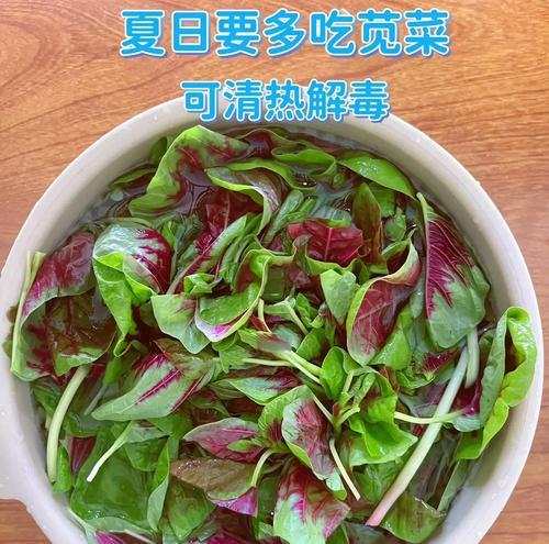 苋菜种植的最佳时间和步骤是什么？