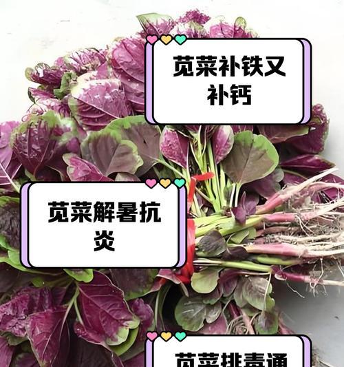 苋菜种植的最佳时间和步骤是什么？