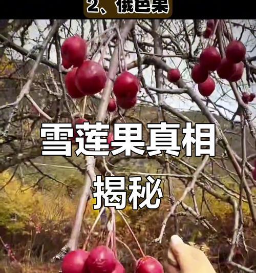 水莲果怎么种植方法？有哪些步骤和注意事项？