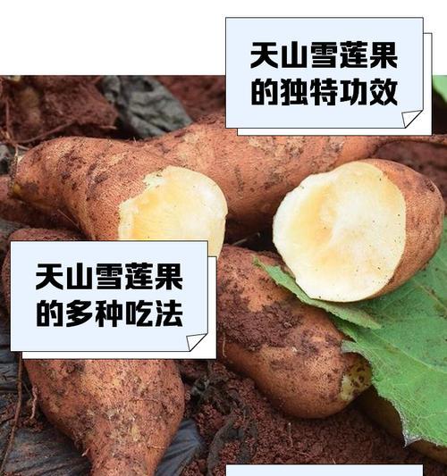 水莲果怎么种植方法？有哪些步骤和注意事项？