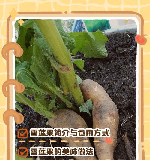 水莲果怎么种植方法？有哪些步骤和注意事项？