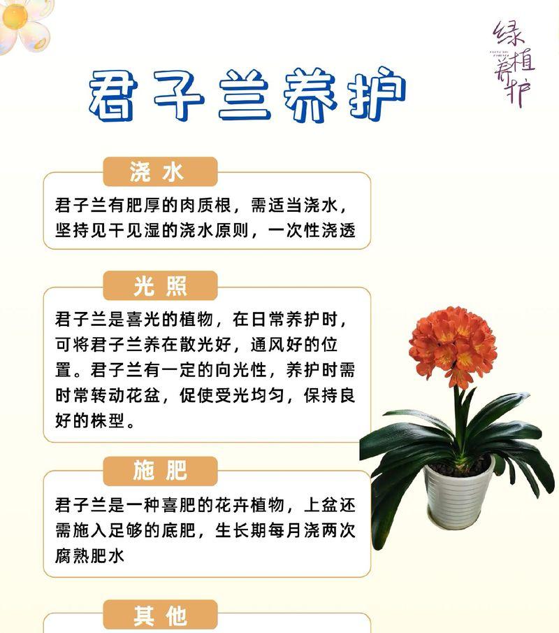 君子兰怎么种植？种植君子兰有哪些常见问题？