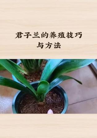 君子兰怎么种植？种植君子兰有哪些常见问题？