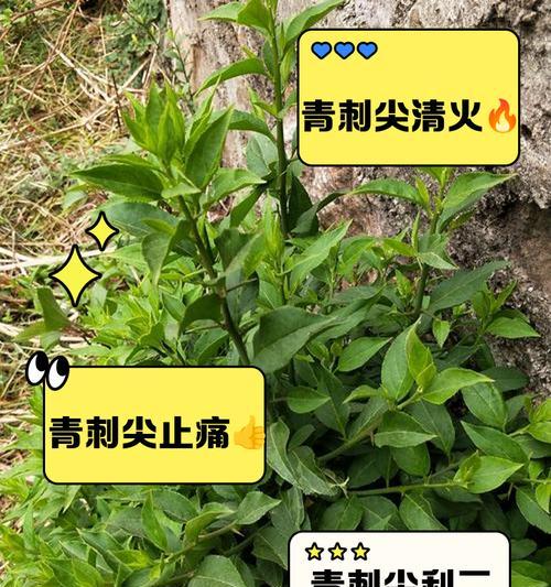 白刺尖怎么种植方法？种植步骤和注意事项是什么？