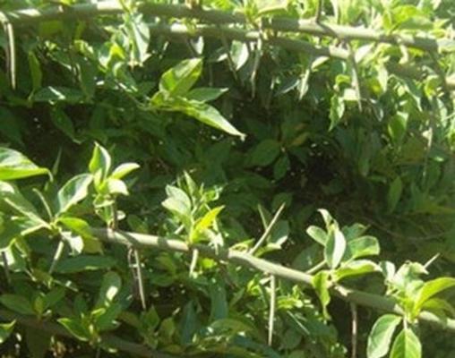 白刺尖怎么种植方法？种植步骤和注意事项是什么？