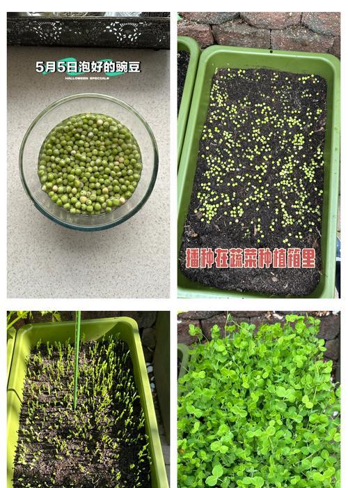 白刺尖怎么种植方法？种植步骤和注意事项是什么？