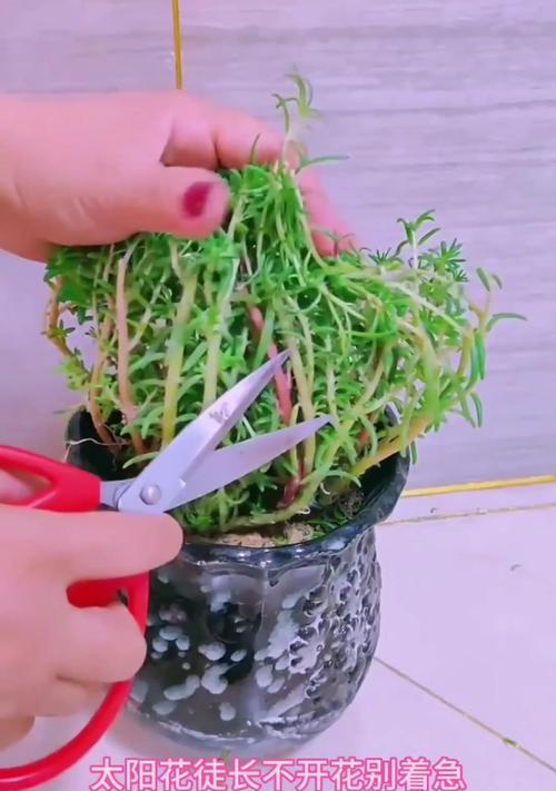 盆栽花修剪枝条的最佳方法是什么？修剪后如何护理？