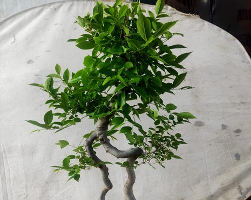 盆栽花修剪枝条的最佳方法是什么？修剪后如何护理？