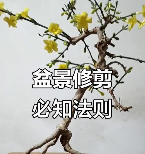 盆栽花修剪枝条的最佳方法是什么？修剪后如何护理？