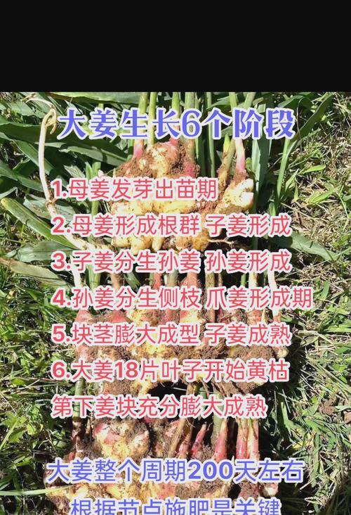 姜种催芽太大了怎么处理？有效控制方法是什么？