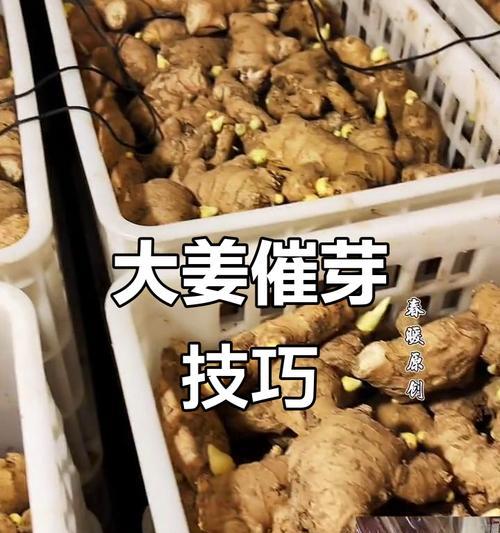 姜种催芽太大了怎么处理？有效控制方法是什么？